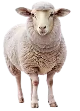 خرفان و اغنام للبيع في سوريا